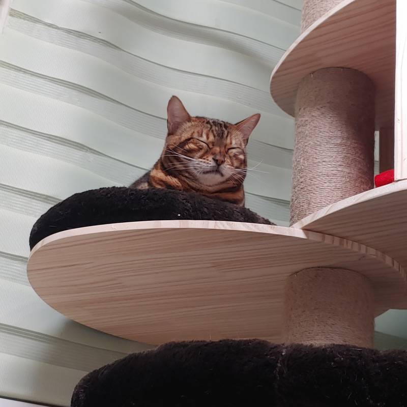 울집냥이 자는거 봐줄익구함 | 인스티즈