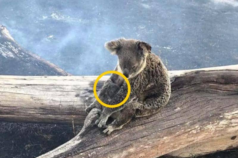 인티 익들아 코알라 후원 좀 해줘 ㅠ | 인스티즈