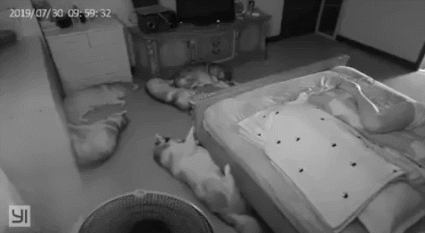 무조건 힐링되는 댕냥이짤털 | 인스티즈