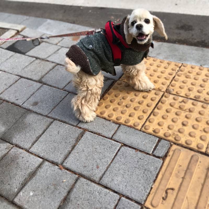 개랑 주인 닮는다는거 찐인게 | 인스티즈