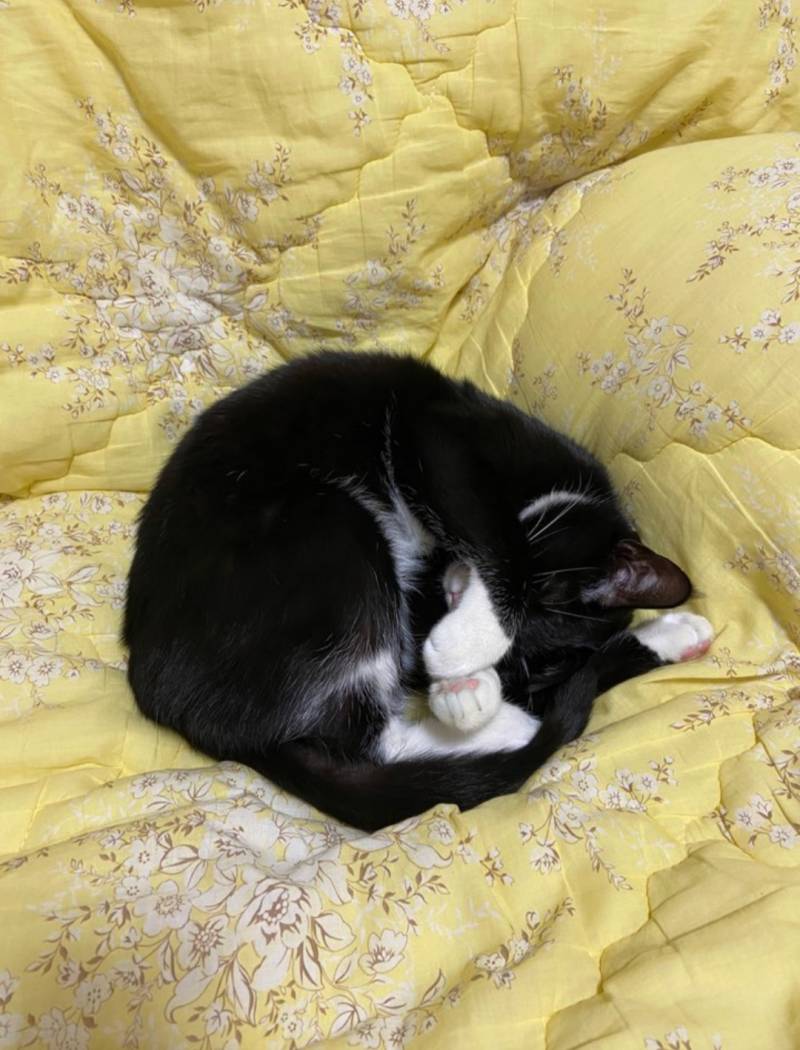 우리 둘째가 야옹하고 안울어.. | 인스티즈