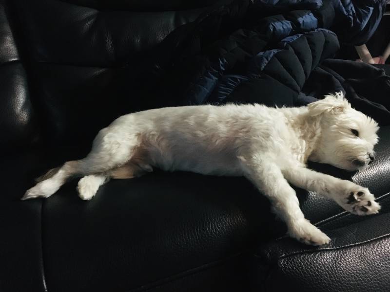 우리 개 말티즌데....너무 컼ㅋㅋㅋㅋㅋㅋㅋㅋ | 인스티즈