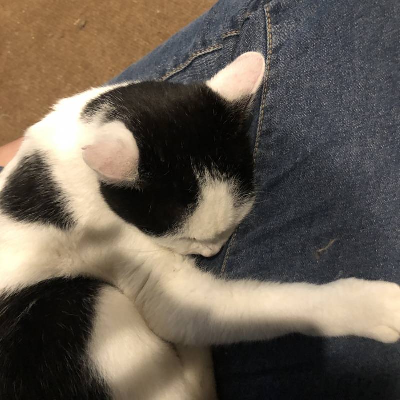 고양이 카페 왔는데 고양이한테 간택받았어ㅠㅠㅠㅠ | 인스티즈