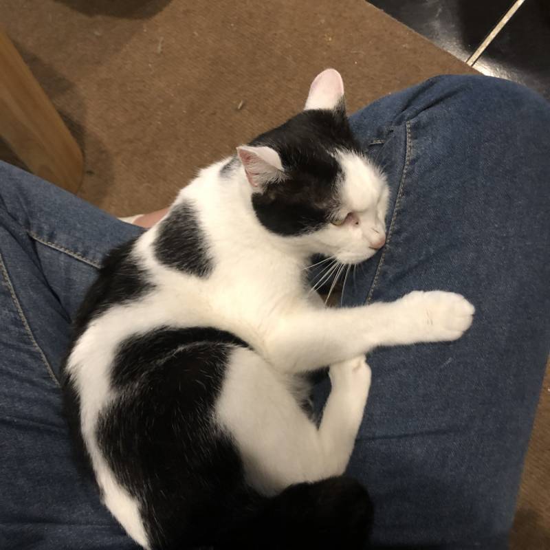 고양이 카페 왔는데 고양이한테 간택받았어ㅠㅠㅠㅠ | 인스티즈