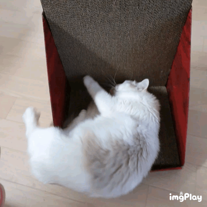 마약에 취한 고양이 볼래? 🌿 | 인스티즈