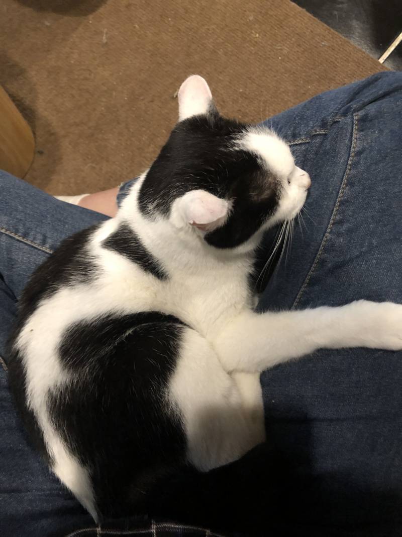 고양이 카페 왔는데 고양이한테 간택받았어ㅠㅠㅠㅠ | 인스티즈