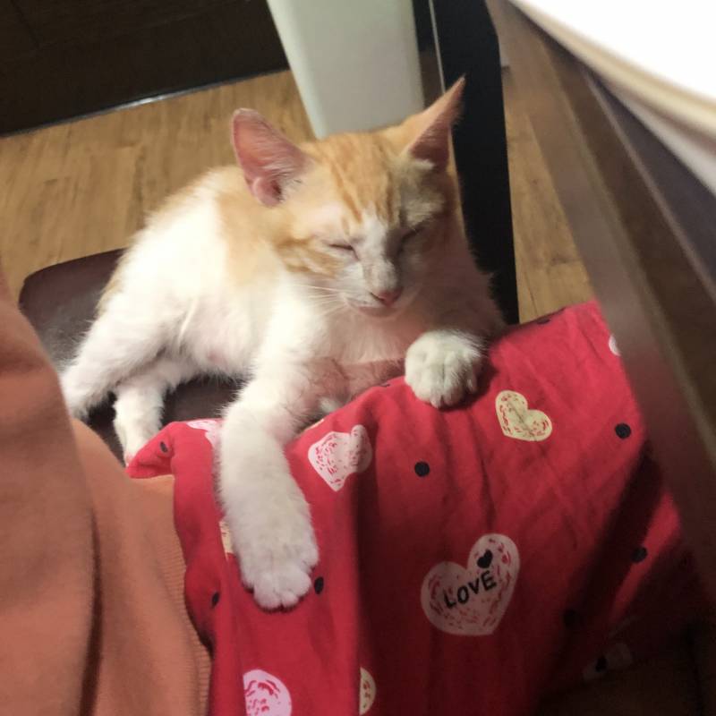 고양이 때문에 과제를 할 수가 없어요ㅠㅠㅠ | 인스티즈