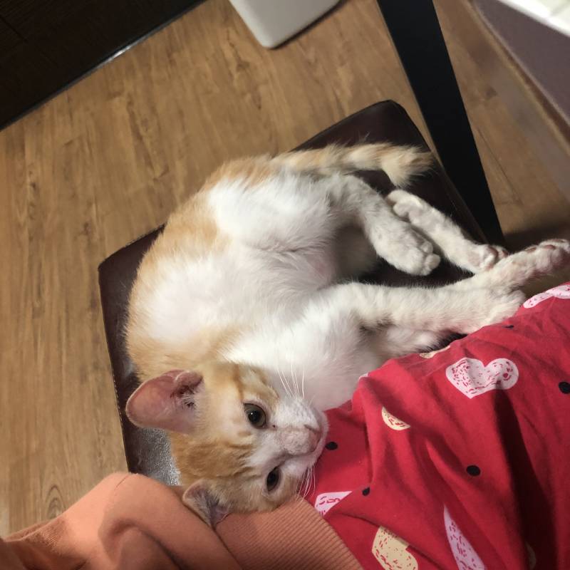 고양이 때문에 과제를 할 수가 없어요ㅠㅠㅠ | 인스티즈