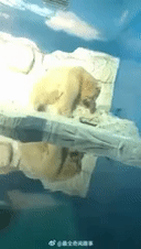 나 너무 맘아파.. 동물원 북극곰이 우울증 걸려서 우는거래 | 인스티즈