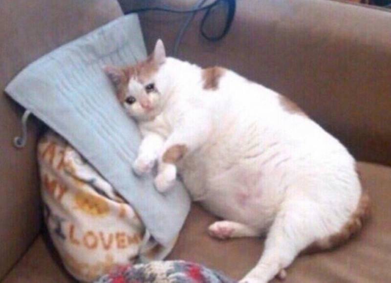 😸고양이랑 멍멍이⭐️❤️⭐️❤️⭐️❤️⭐️❤️️ | 인스티즈