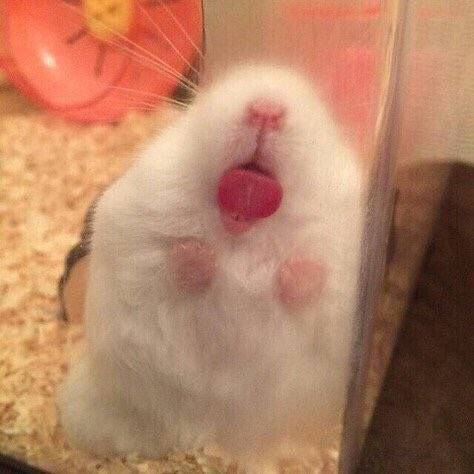 며칠전에 했던 핑머 4040 | 인스티즈