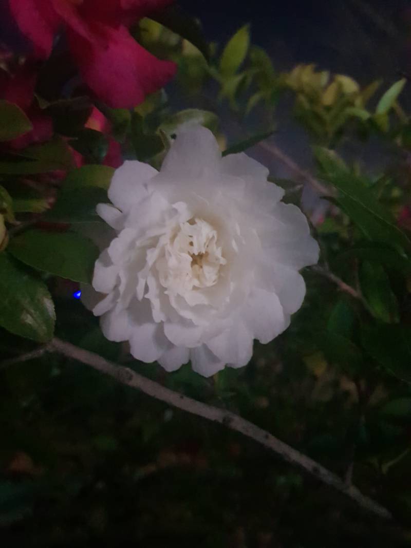 빨간 동백꽃들 사이에 흰 꽃 하나 덩그러니 피어 있으니 눈길이 간다 | 인스티즈