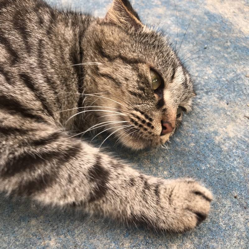 우리 고냥이가 새끼들을 너무 경계해 어떡해 | 인스티즈