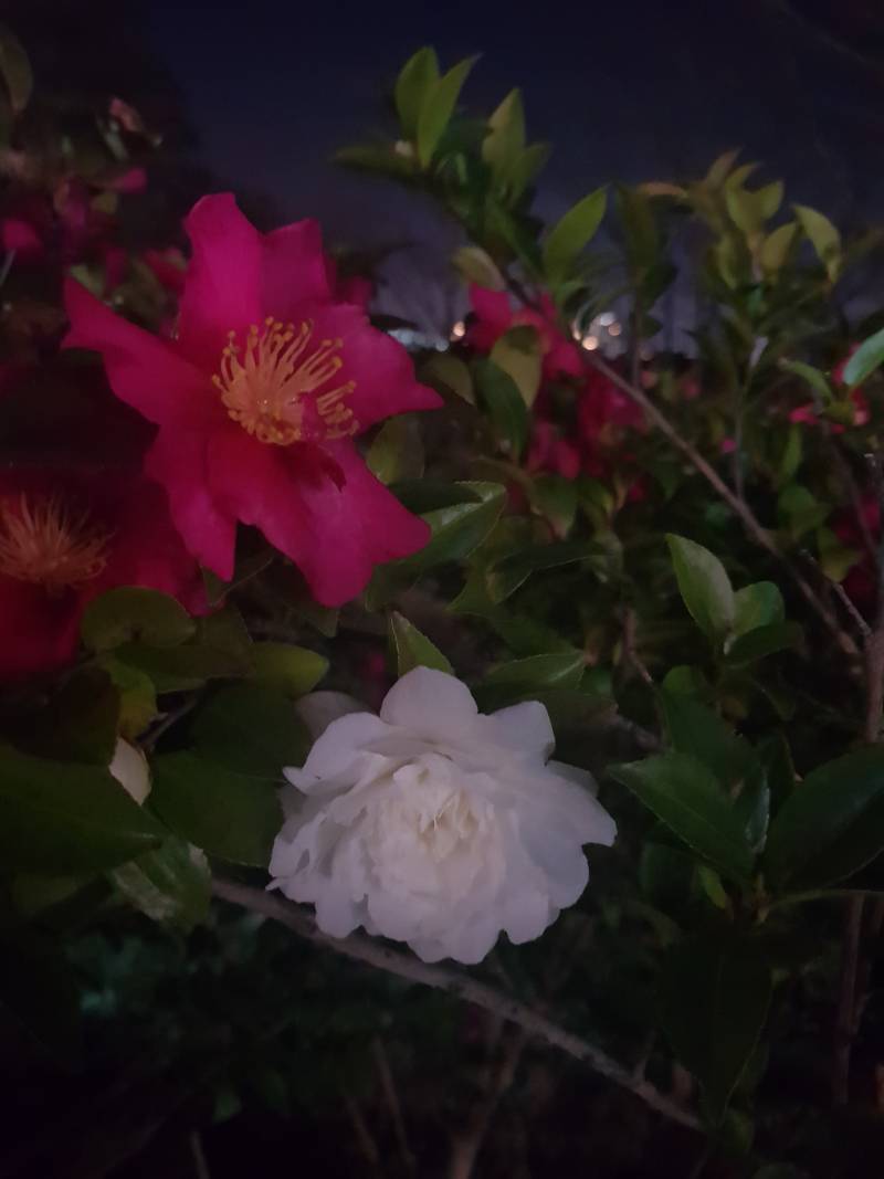 빨간 동백꽃들 사이에 흰 꽃 하나 덩그러니 피어 있으니 눈길이 간다 | 인스티즈