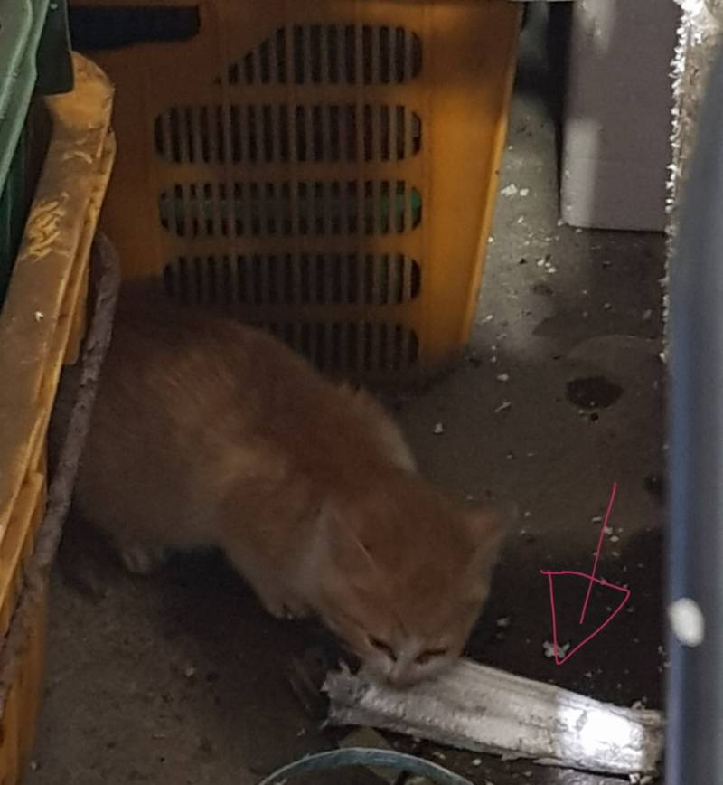 💛🐱💛우리엄마 직장에서 키우는 길고양이 이름 지어주라💛🐱💛 | 인스티즈