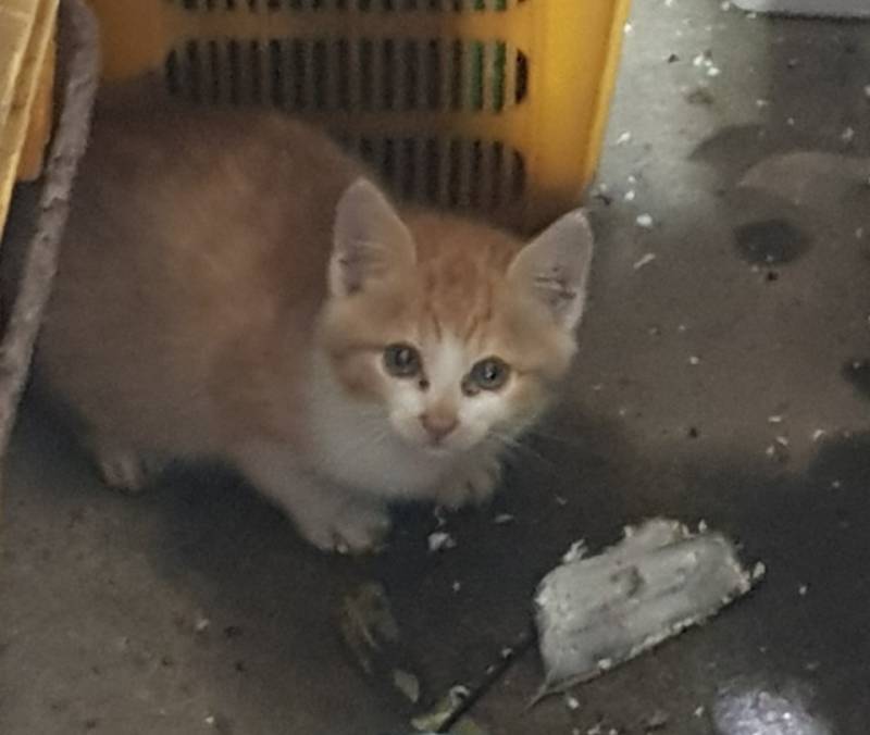 💛🐱💛우리엄마 직장에서 키우는 길고양이 이름 지어주라💛🐱💛 | 인스티즈