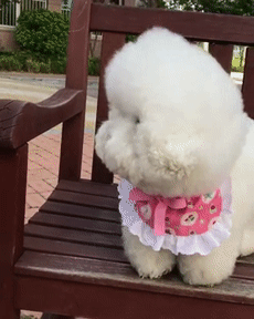 솜사탕 구겨지는데요....? | 인스티즈