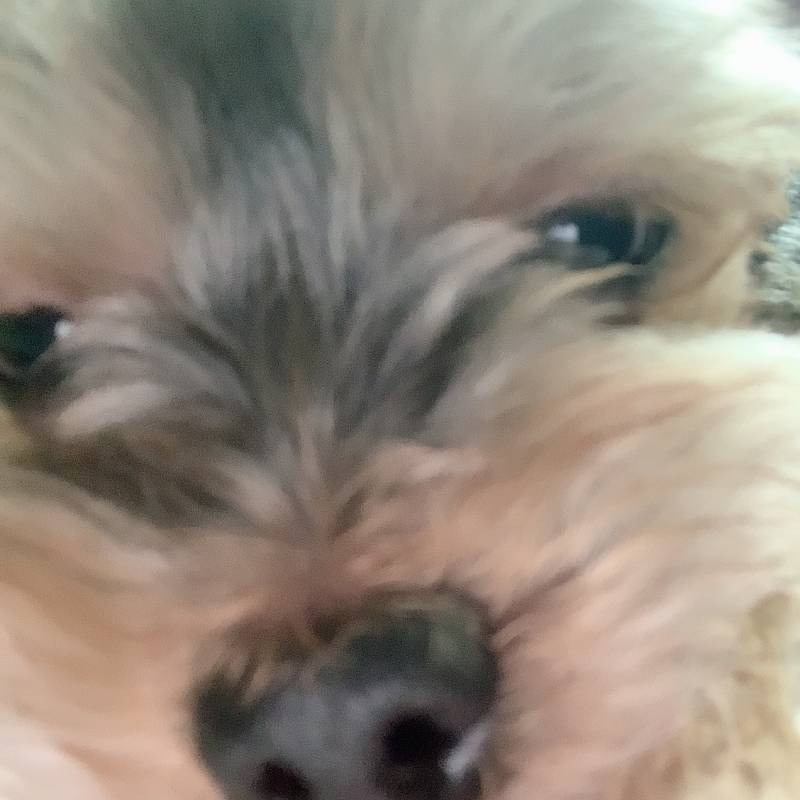 우리 초롱이는 잘때가 제일 예뻐 | 인스티즈