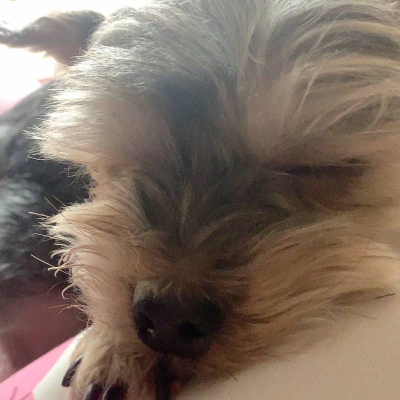 우리 초롱이는 잘때가 제일 예뻐 | 인스티즈