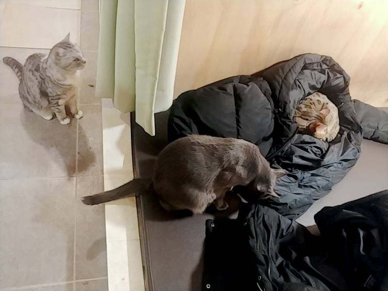 고양이있는 만화카페왔는데 선택받았어...40 | 인스티즈