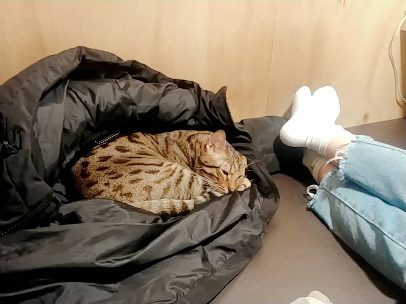 고양이있는 만화카페왔는데 선택받았어...40 | 인스티즈