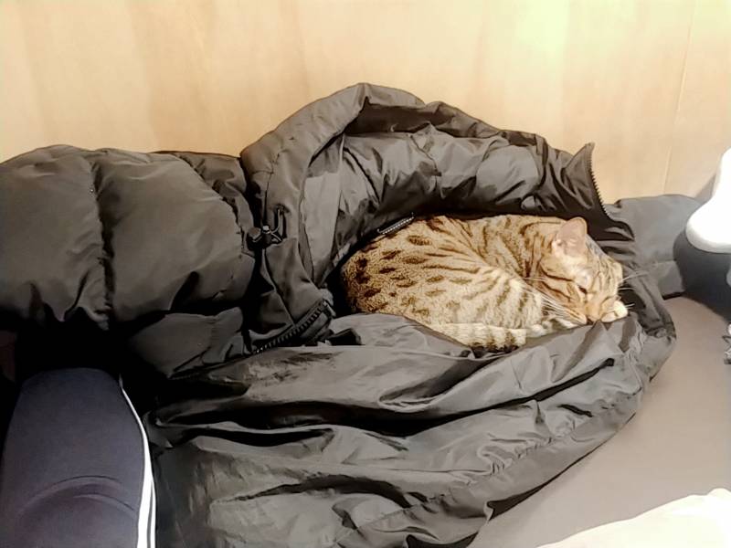 고양이있는 만화카페왔는데 선택받았어...40 | 인스티즈