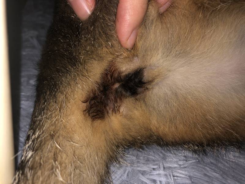 고양이 잘 아는 익들? (혐오주의) | 인스티즈