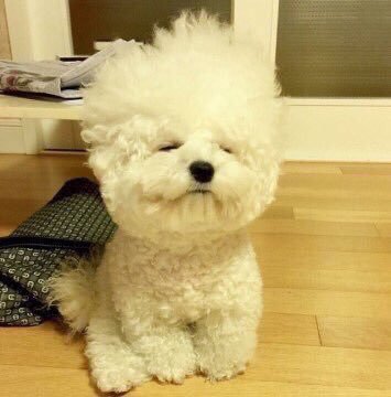 변백현은 진짜 강아지가 전생인거같다 | 인스티즈