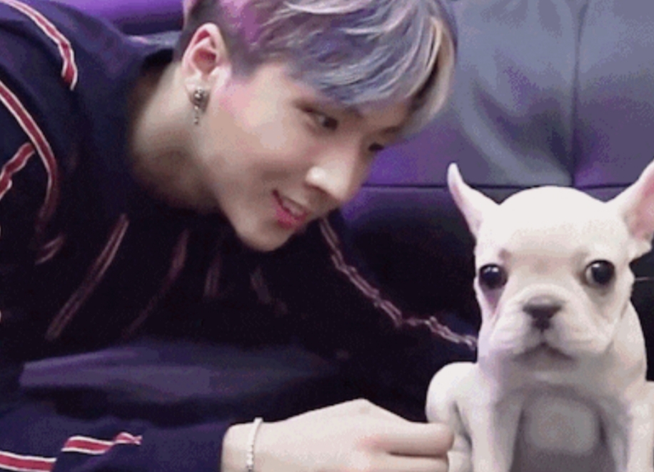 아이돌들의 반려견❤ | 인스티즈