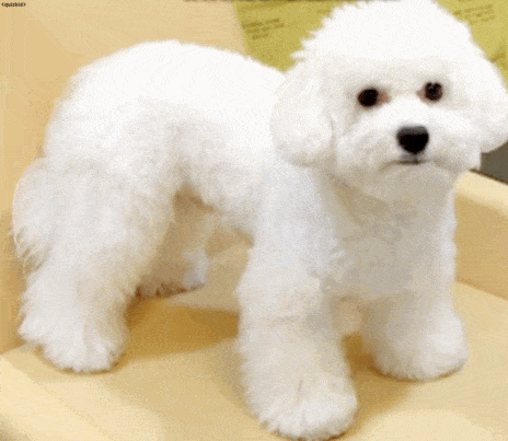 아이돌들의 반려견❤ | 인스티즈