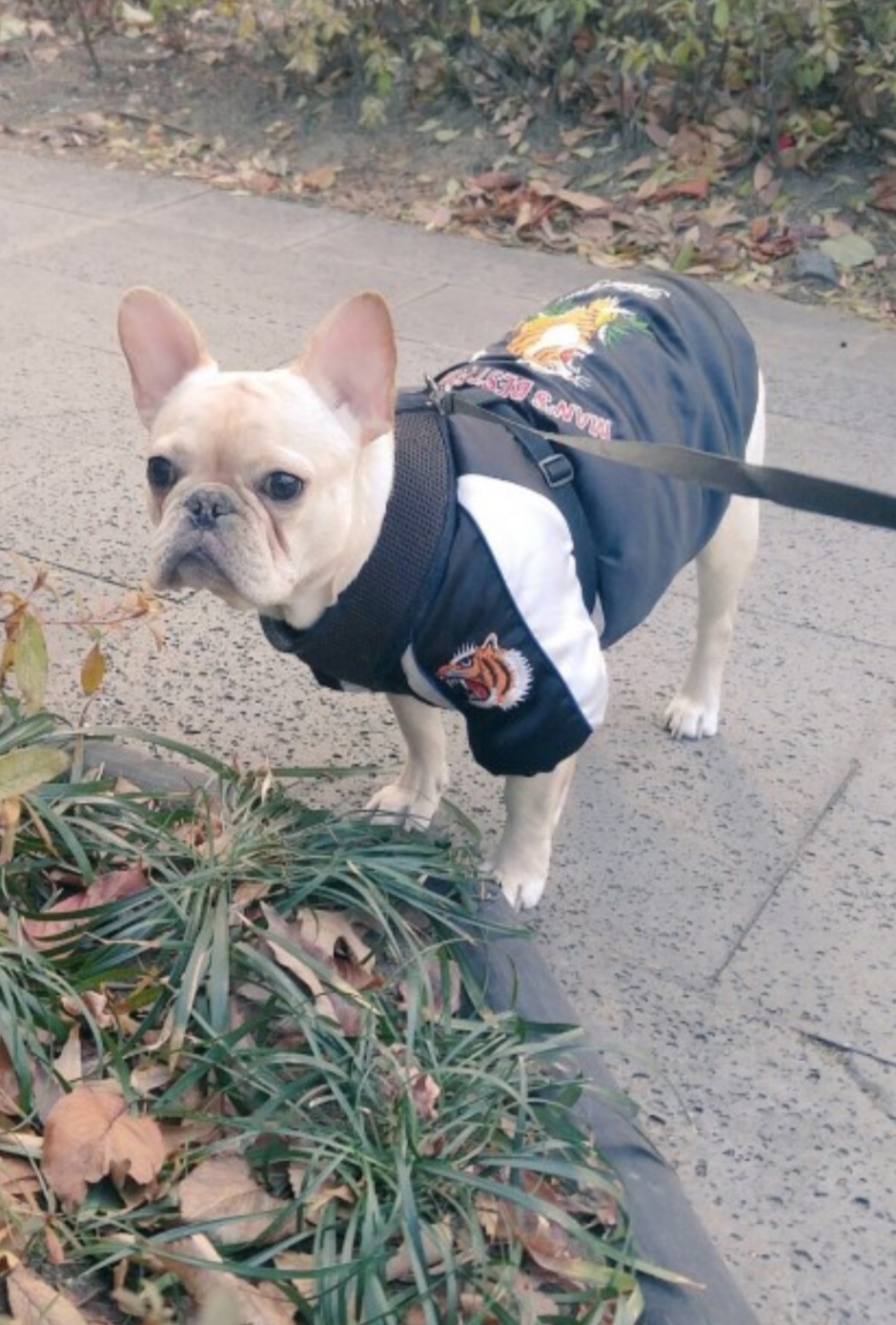 아이돌들의 반려견❤ | 인스티즈