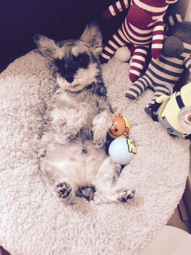 아이돌들의 반려견❤ | 인스티즈