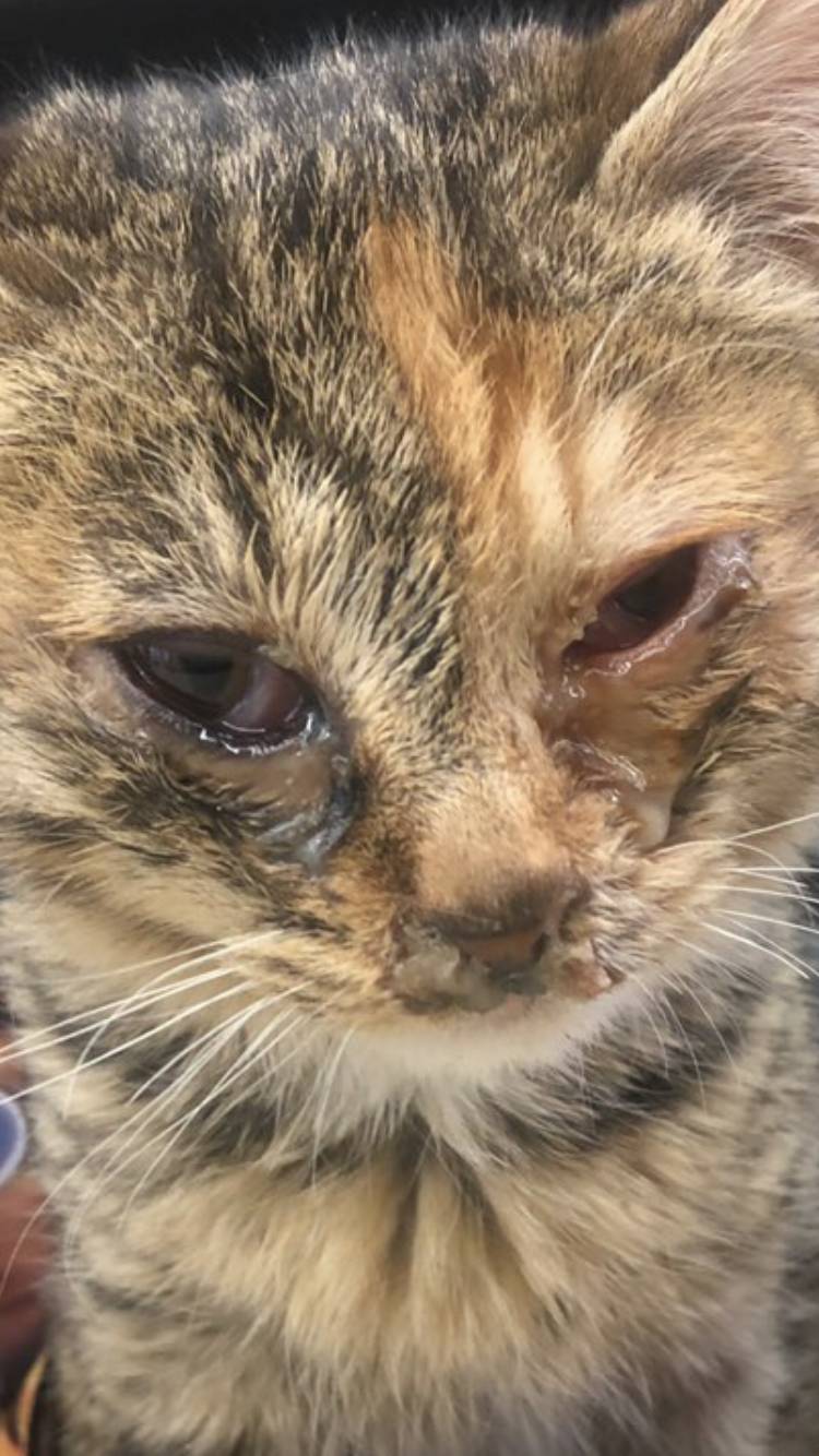 익들아 나 편순이인데 편의점에서 키우는 아기고양이가 이상해 40 (혐오주의) | 인스티즈