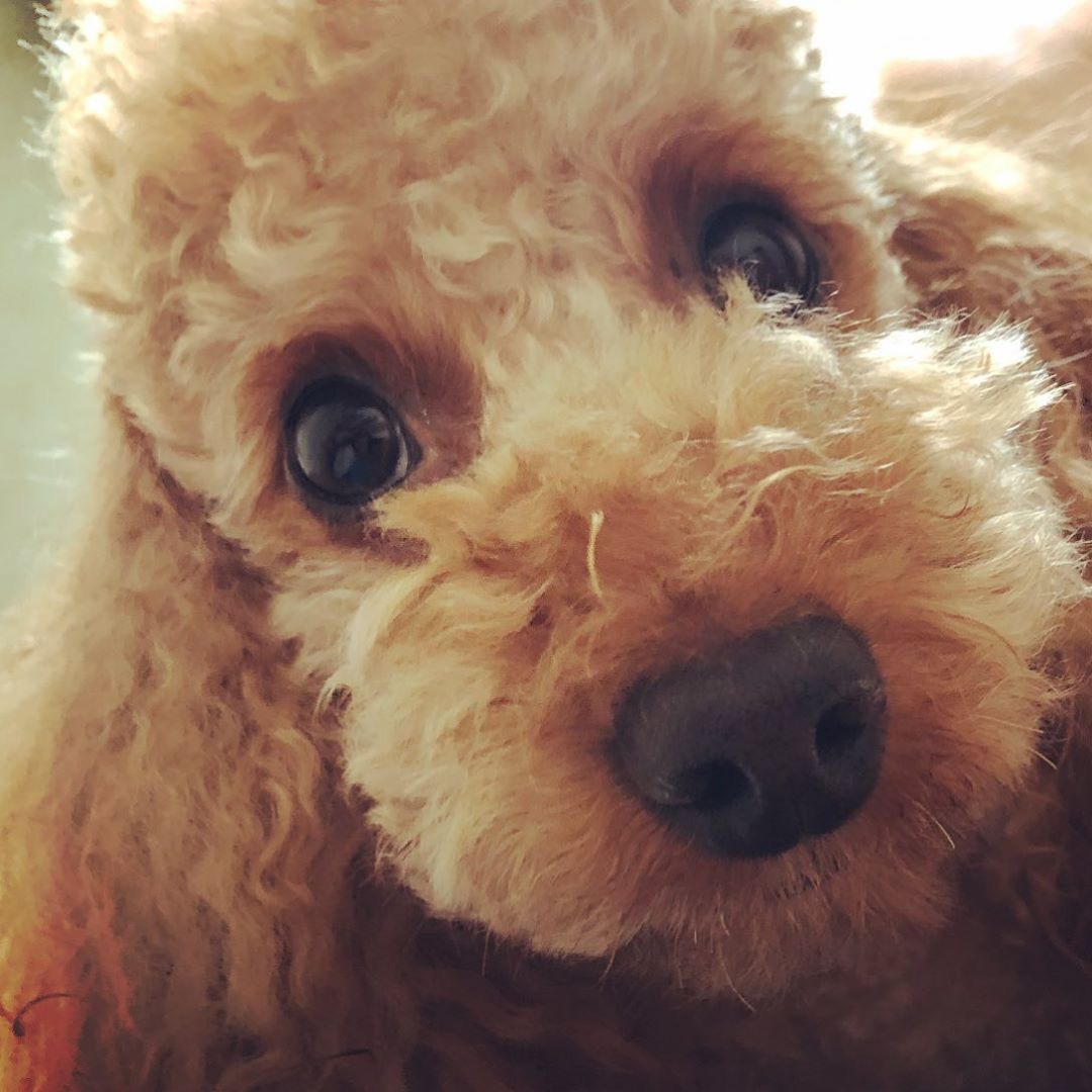 방탄 슈가네 강아지는 사진 뜰때마다 달라보여ㅋㅋㅋㅋㅋㅋㅋㅋㅋㅋ팬들끼리 맨날 초면이라고 그래 | 인스티즈