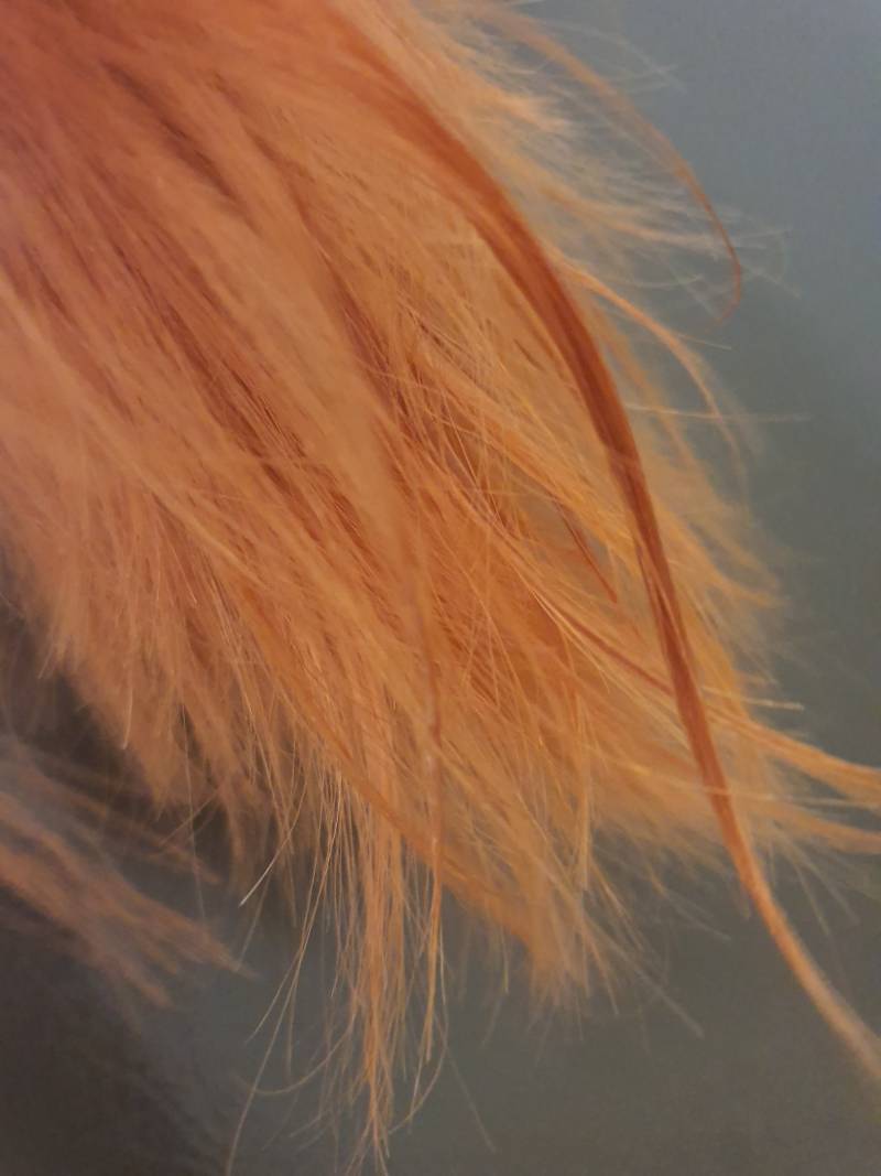 누군가 빗자루의 미래를 물어보거든 고개를들어 쓰니의 머리털을 보게하라 | 인스티즈