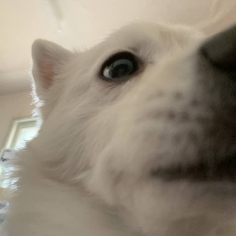 아침부터 우리 댕댕이가 아주^^ | 인스티즈