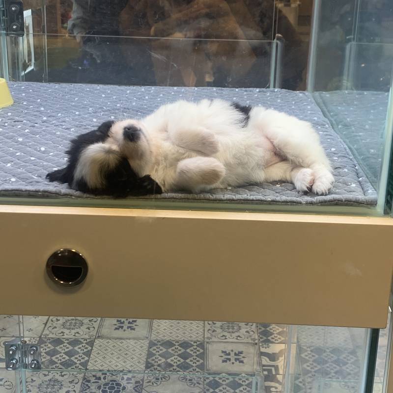 강아지 너무 귀여워..... | 인스티즈