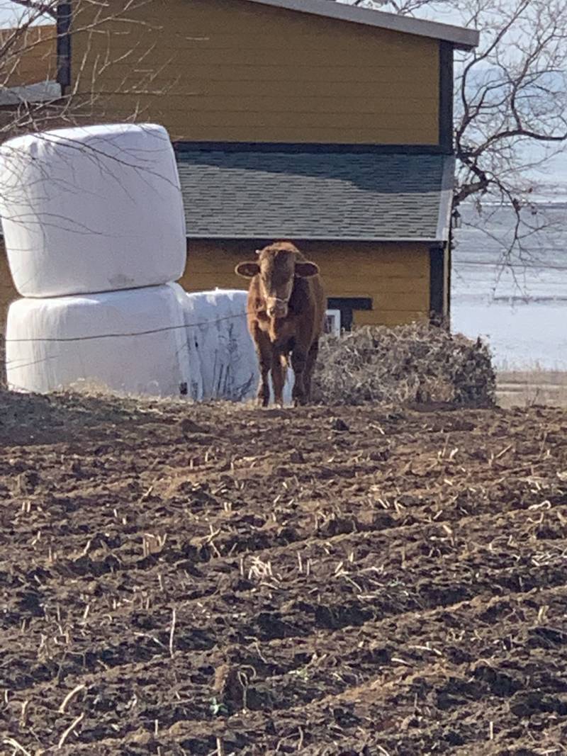 시골익.. 송아지가 나 노려본다 | 인스티즈