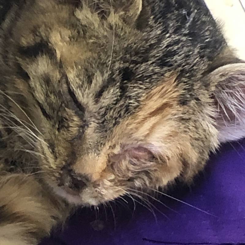 익들아 나 편순이인데 편의점에서 키우는 아기고양이가 이상해 40 (혐오주의) | 인스티즈