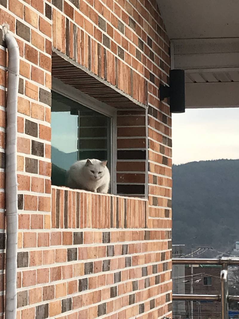 우리집 방 창문에 고양이가 앉아있어,, | 인스티즈