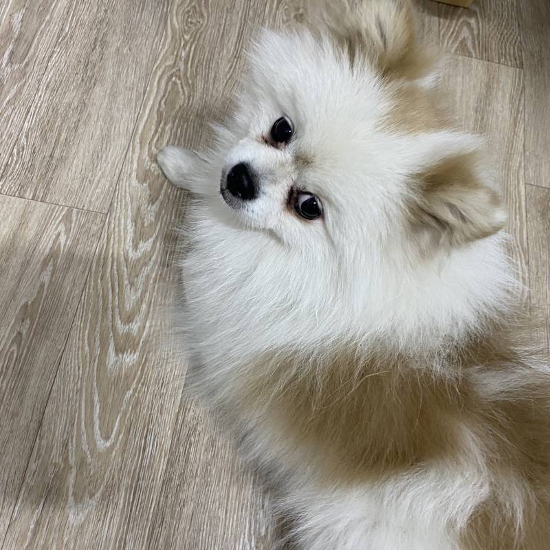 강아지 이름 추천받아여 | 인스티즈