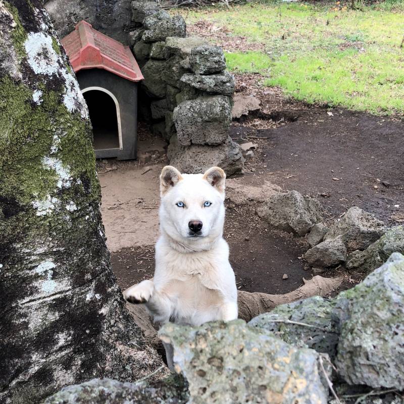 진짜 진짜 잘생긴 개님🐶 | 인스티즈