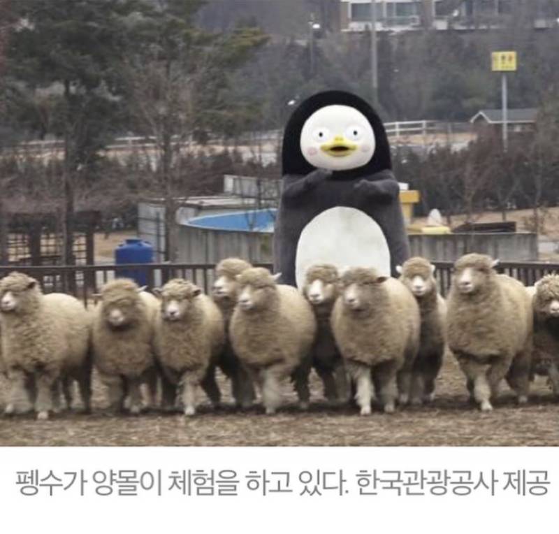 익들 양몰이 하는 펭수 봤어? | 인스티즈