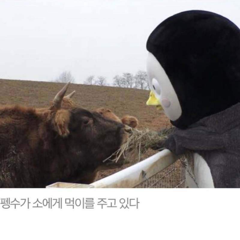 익들 양몰이 하는 펭수 봤어? | 인스티즈