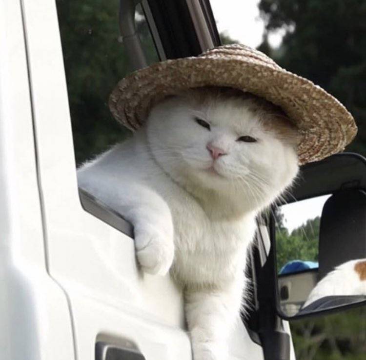 멍멍이 키우려는데 알아야하는거나 공부해야할것있을까 익들아ㅏ?!? | 인스티즈