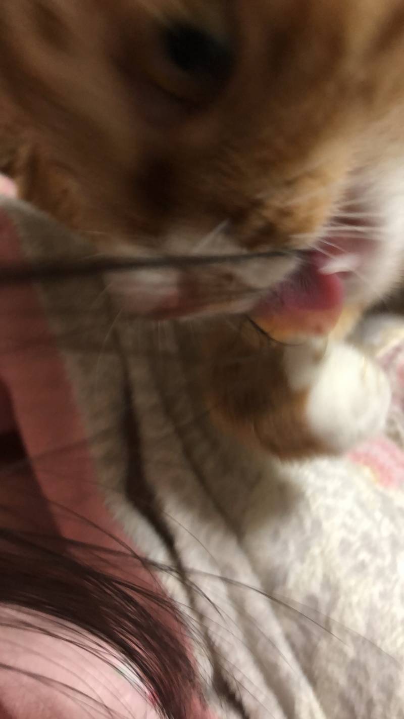 고양이가 자꾸 머리카락 뜯어먹는데 어떡해???ㅋㅋㅋㅋ | 인스티즈