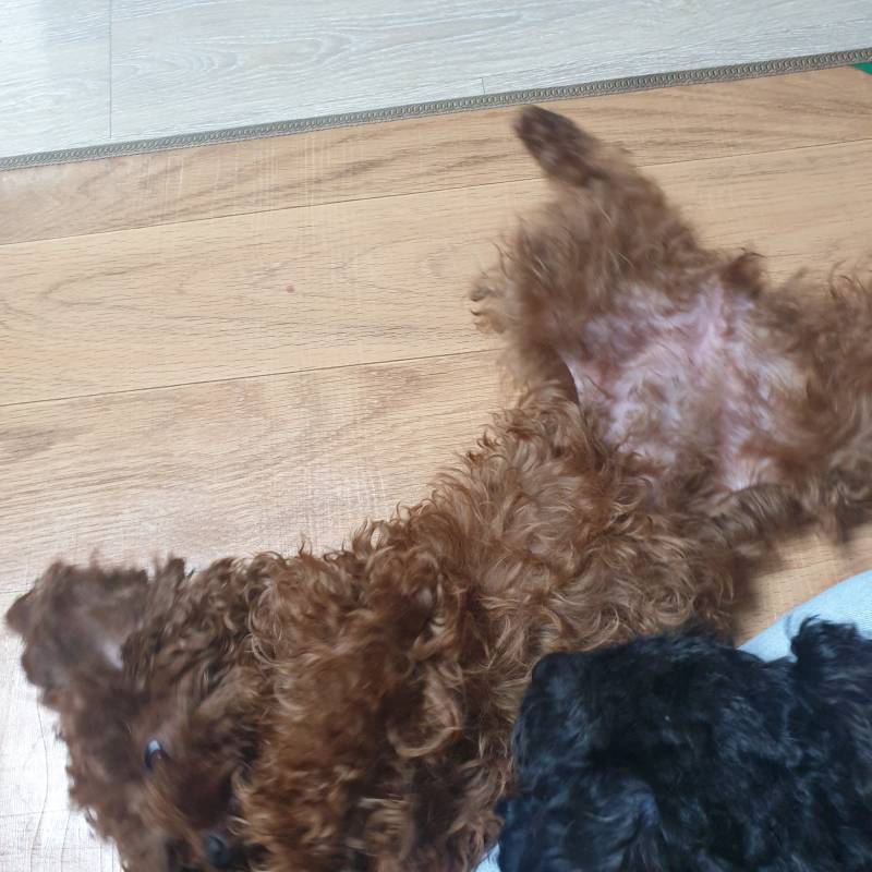 배 만져달라고 하는 거ㅠ봐ㅋㅌㅋㅋㅌㅋㅋ | 인스티즈