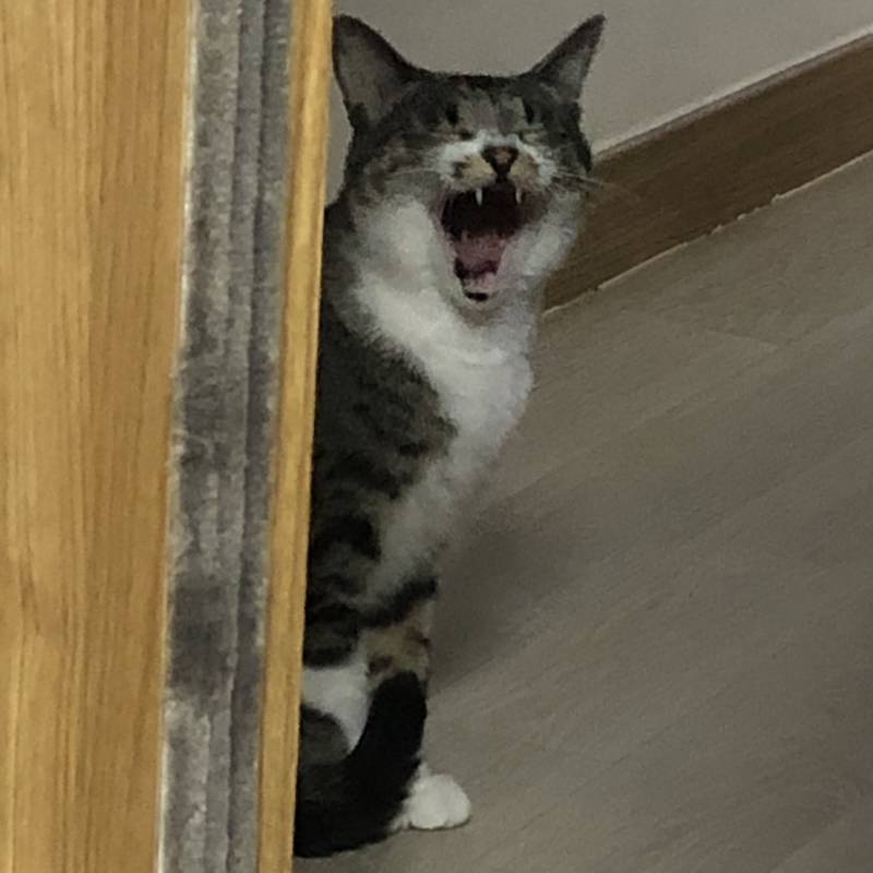 이게 누구발이야 | 인스티즈