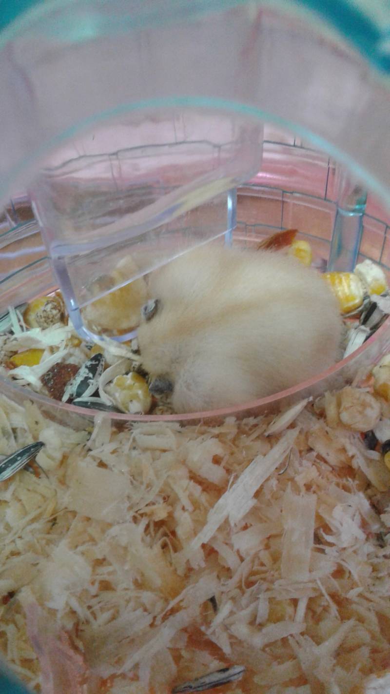 밥통에서 자고있는 햄찌 | 인스티즈