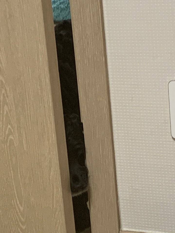 우리집 강아지 제일 귀여울 때 | 인스티즈